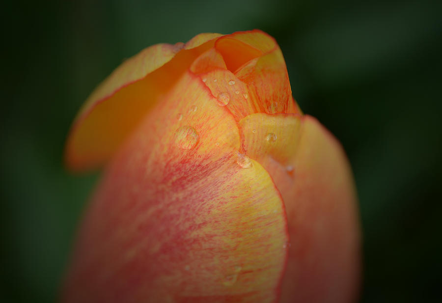 After the Rain - Tulip Photograph by Richard Andrews