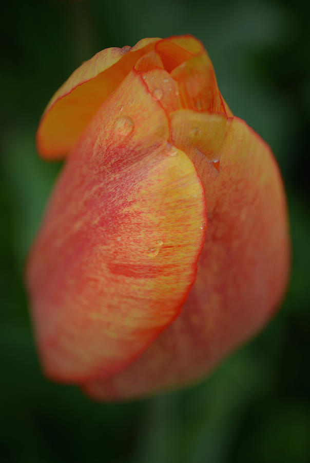 After the Rain - Tulip - Vertical Photograph by Richard Andrews