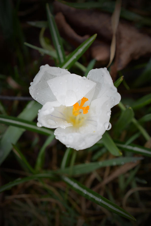 After the Rain - White Crocus 2 Photograph by Richard Andrews