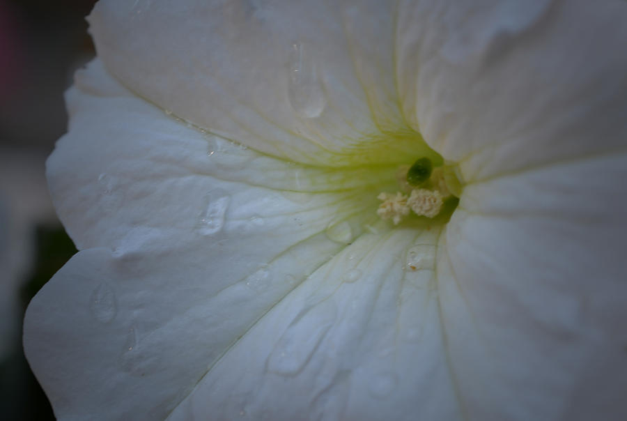 After the Rain - White Petunia Photograph by Richard Andrews