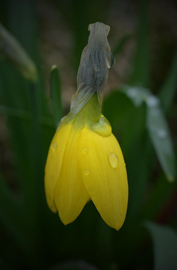 After the Rain - Yellow Daffodil 2 Photograph by Richard Andrews