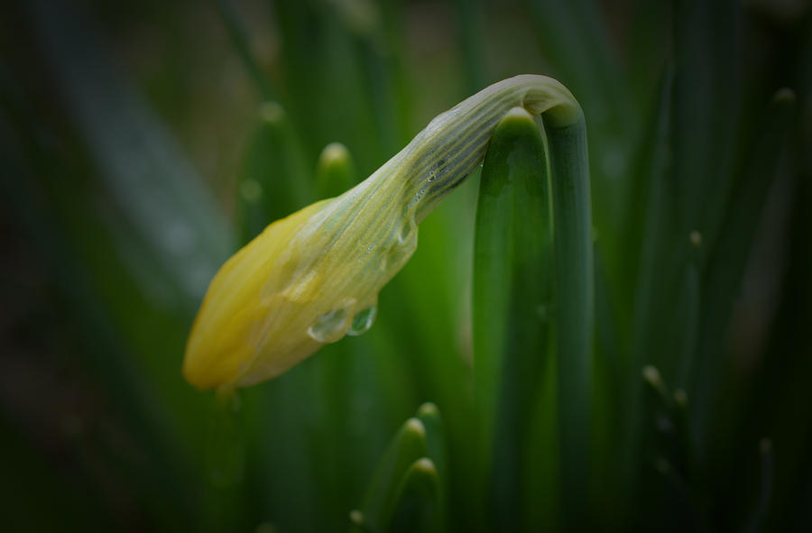 After the Rain - Yellow Daffodil 3 Photograph by Richard Andrews