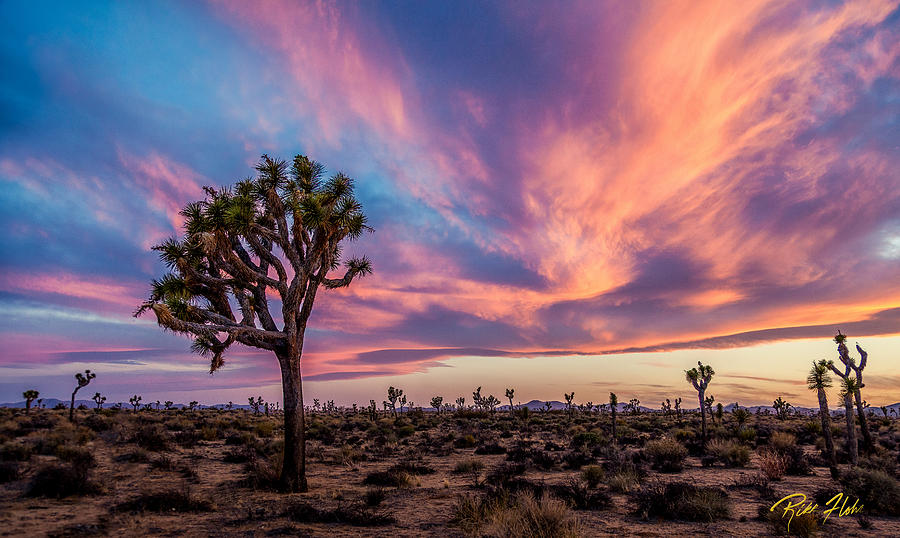 Afterglow at Joshua Tree Photograph by Rikk Flohr