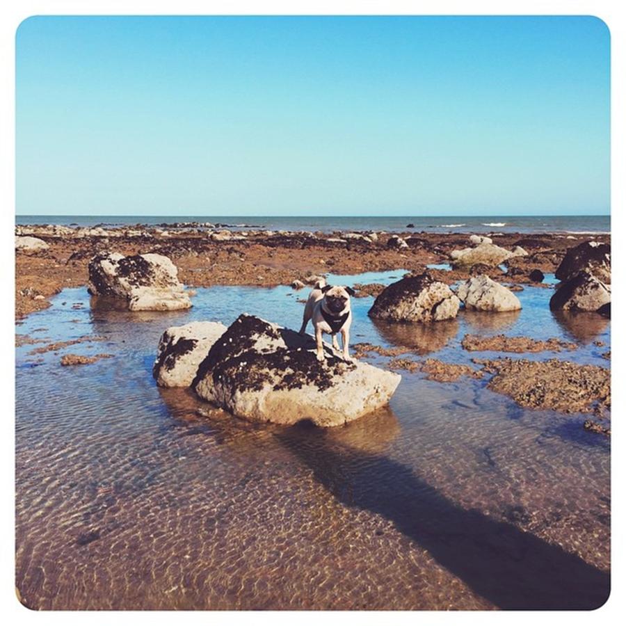 Pug Photograph - #afterlight #pug #puglife by Natalie Anne