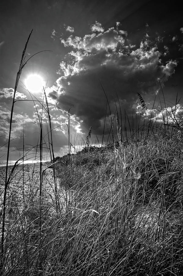 Afternoon At A Sanibel Dune In Blank and White Photograph by Greg and Chrystal Mimbs