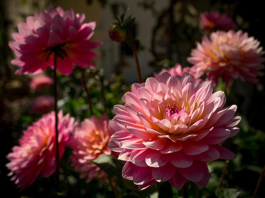 Afternoon Bloom Photograph by Derek Dean