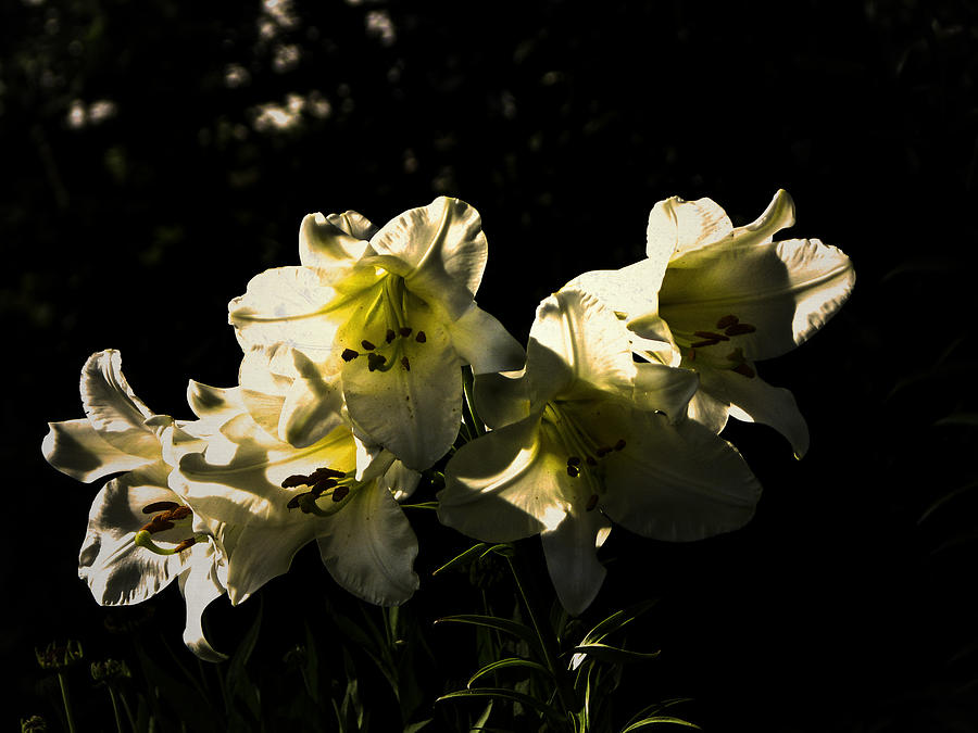Lily Photograph - Afternoon Bunch of Lilies by Alison Squiers
