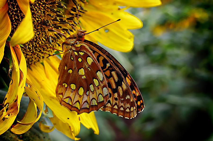 Afternoon Butterfly Photograph by Karen McKenzie McAdoo