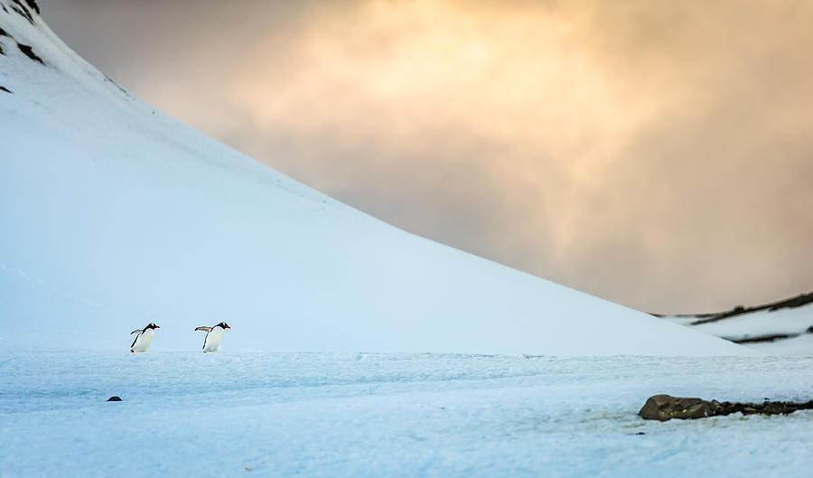 Afternoon Commute - Antarctica Penguin Photograph Photograph by Duane Miller
