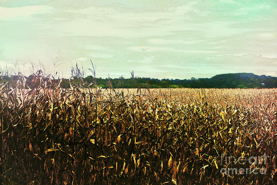 Afternoon Cornfield Photograph by Sandy Moulder