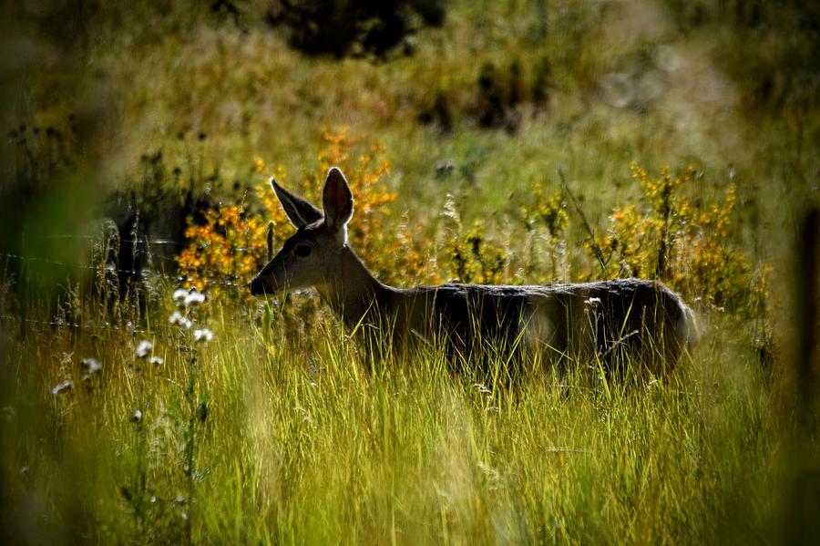 Afternoon Deer Photograph by Michael Brungardt
