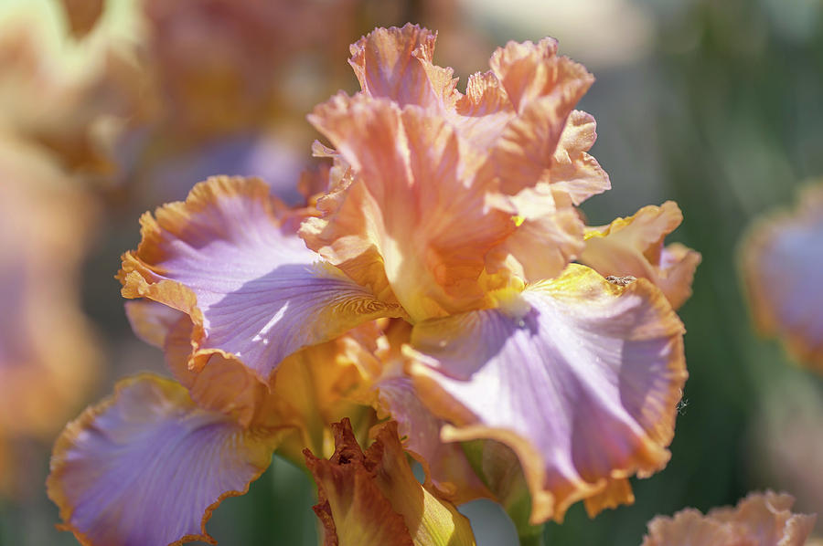 Afternoon Delight 1. The Beauty of Irises Photograph by Jenny Rainbow