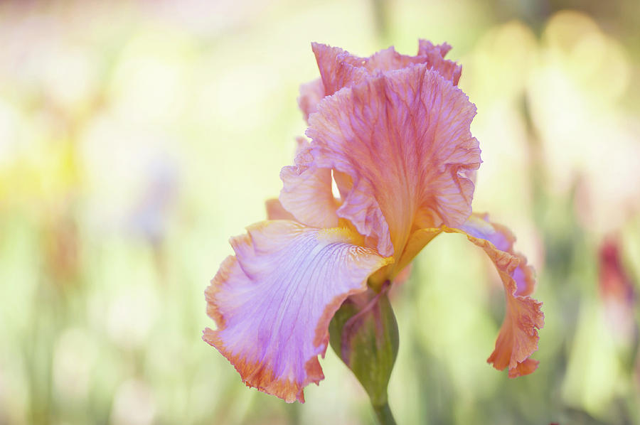 Afternoon Delight Iris Close Up. The Beauty of Irises Photograph by Jenny Rainbow