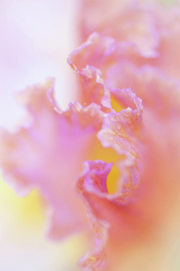 Afternoon Delight Macro 1. The Beauty of Irises Photograph by Jenny Rainbow