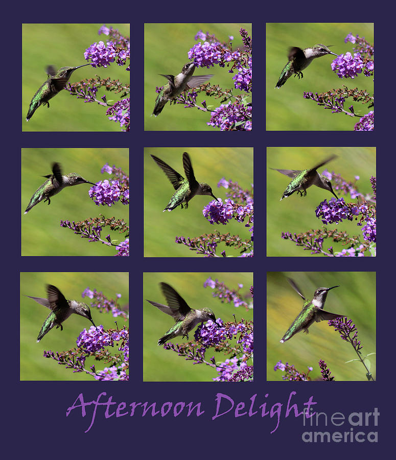 Afternoon Delight Purple Photograph by Karen Adams