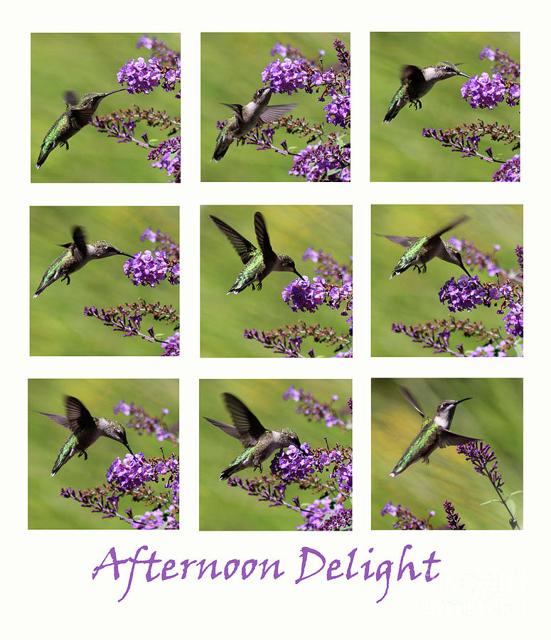 Afternoon Delight with a Hummingbird Photograph by Karen Adams