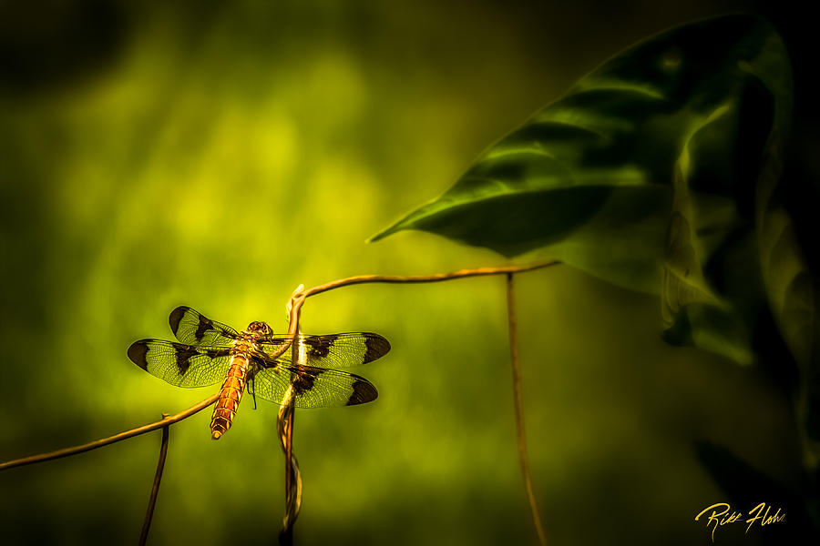 Afternoon Dragonfly Photograph by Rikk Flohr
