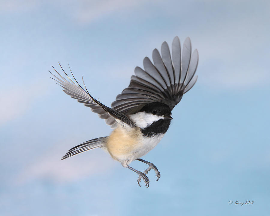 Bird Photograph - Afternoon Flight by Gerry Sibell