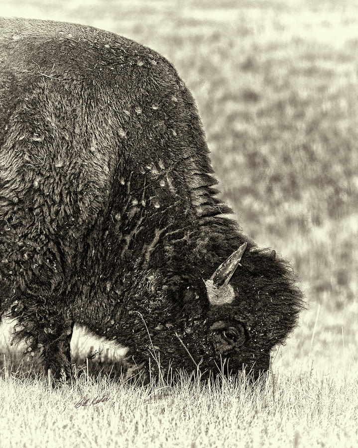 Afternoon Grazer - Black-and-White Photograph by Bill Kesler