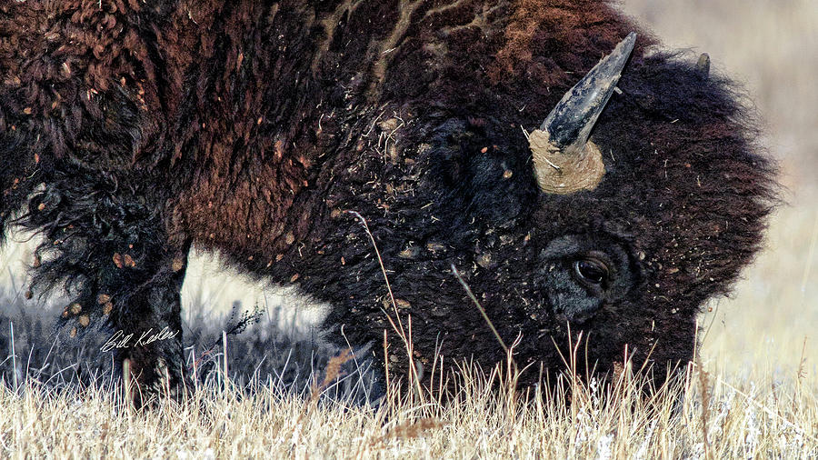 Afternoon Grazer Closeup Photograph by Bill Kesler