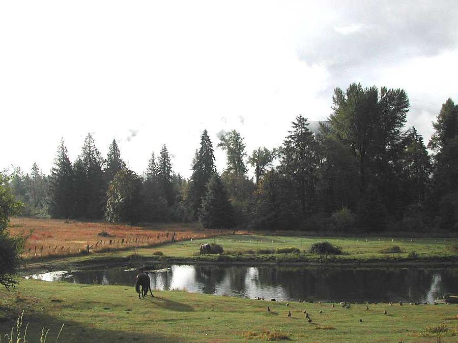 Afternoon Grazing Photograph by Ruth Stromswold Afternoon Grazing Photograph by Ruth Stromswold