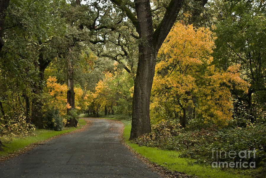 Afternoon in Bidwell Park Photograph by Richard Verkuyl