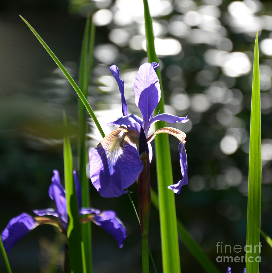 Afternoon Iris Photograph by Tatyana Searcy