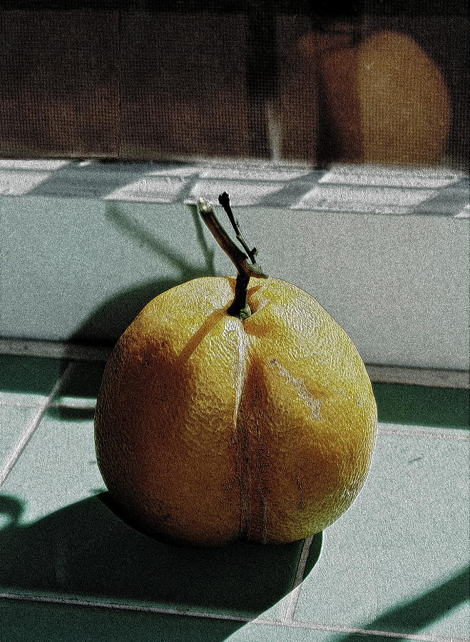 Afternoon Lemon Photograph by Gwyn Newcombe