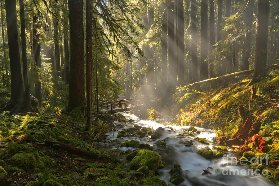 Afternoon Light Beams Photograph by Adam Jewell
