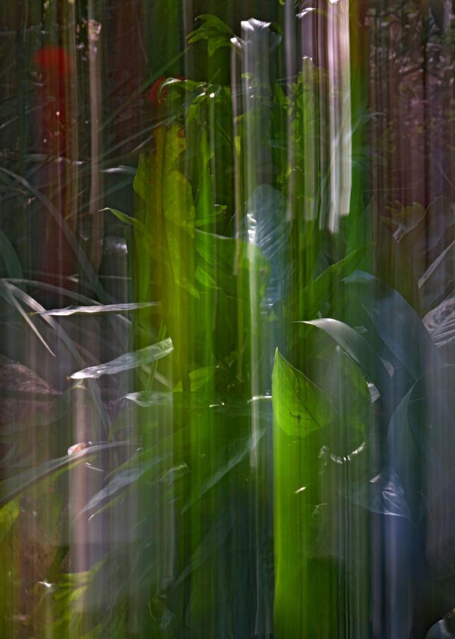 Abstract Photograph - Afternoon Light by Denise Clark