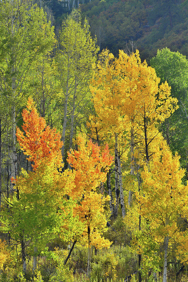 Afternoon Light on Aspens along Highway 62 Photograph by Ray Mathis