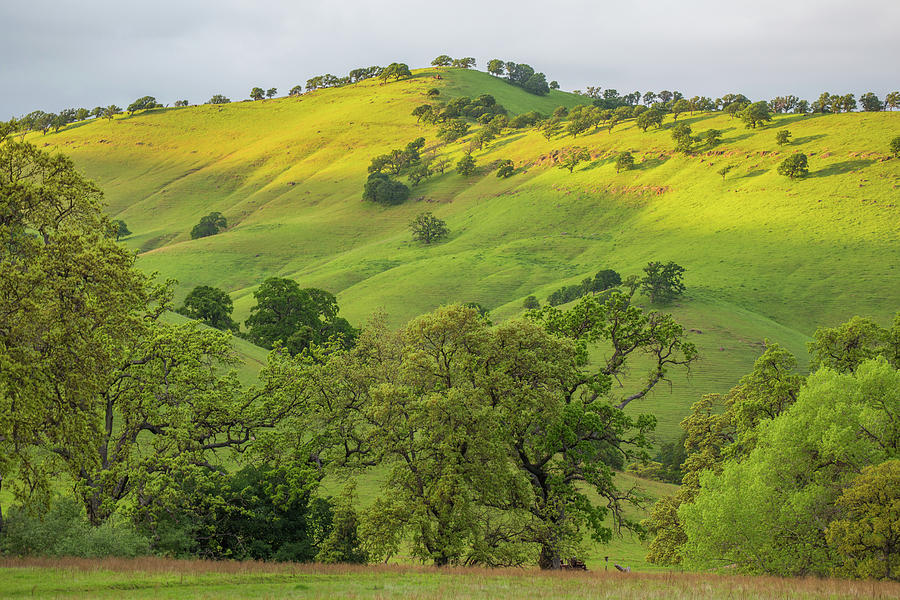 Afternoon Light on Green Hills Photograph by Marc Crumpler