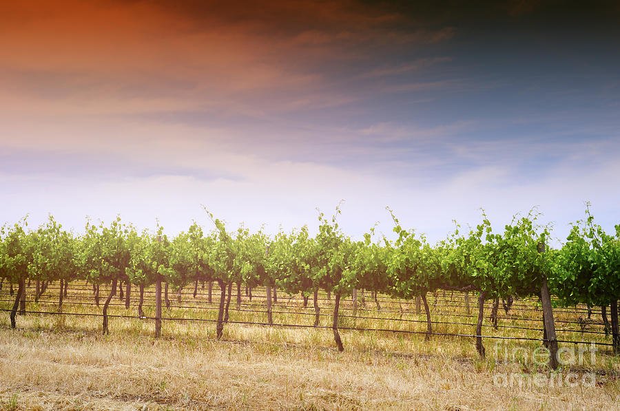 Afternoon Light over Grapevines Photograph by Milleflore Images