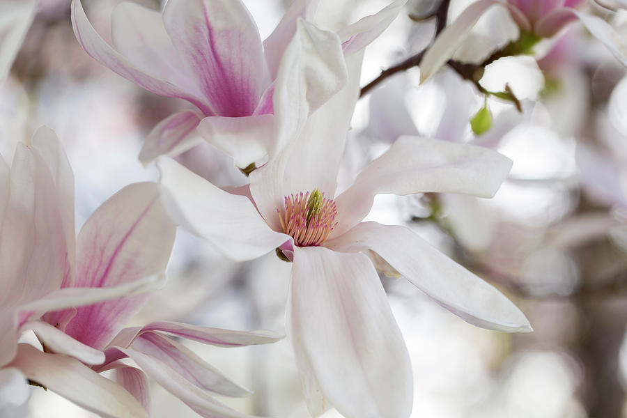 Afternoon magnolia Photograph by Lynn Hopwood