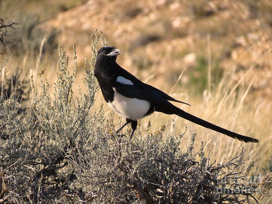Wildlife Photograph - Afternoon Magpie by Aimee Mouw