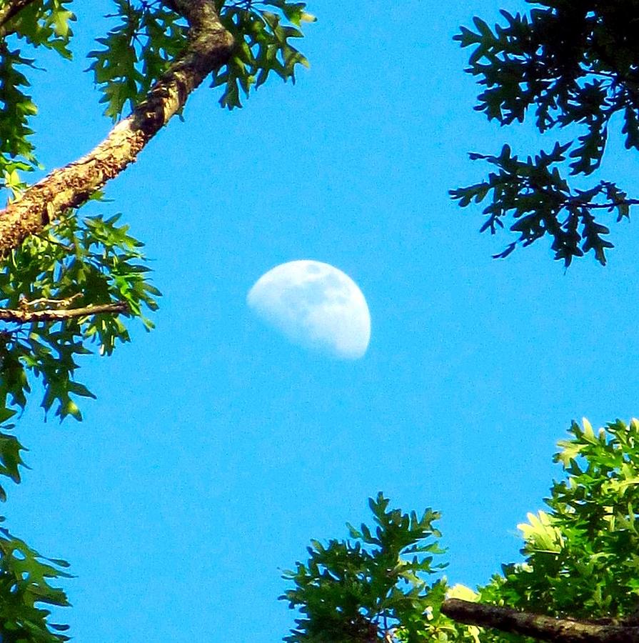 Afternoon May Moon Photograph by Betty Buller Whitehead