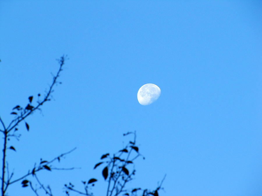 Afternoon Moon Photograph by Jessica Anne - Fine Art America