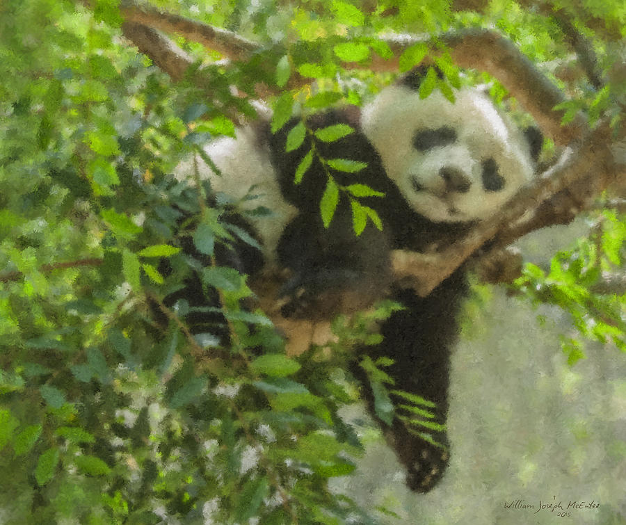 Afternoon Nap Baby Panda Painting by Bill McEntee