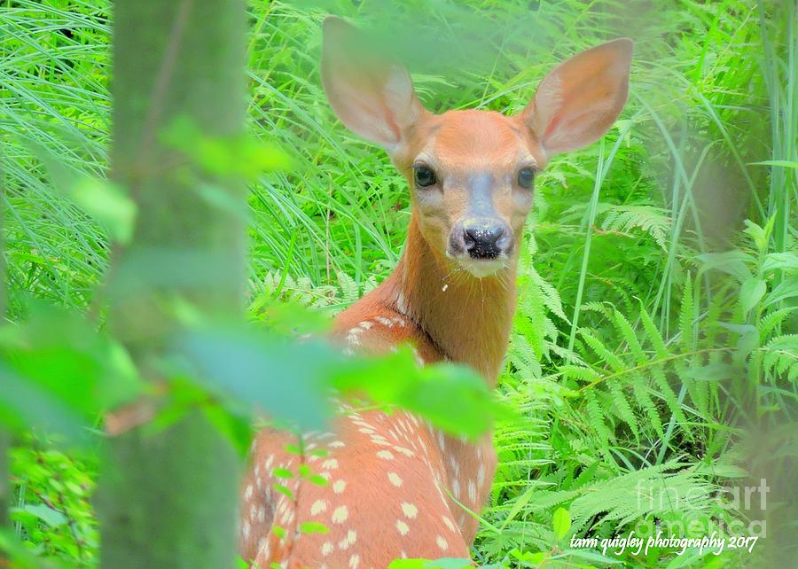 Afternoon Of A Fawn  Photograph by Tami Quigley