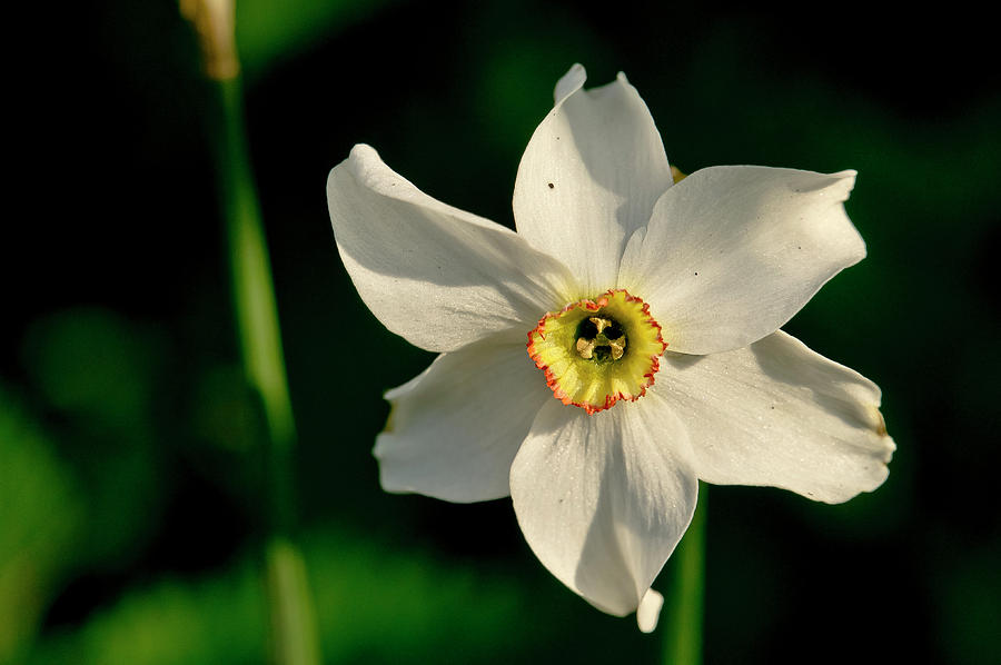 Afternoon of Narcissus Poeticus. Photograph by Elena Perelman