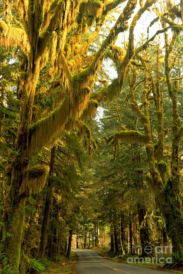 Olympic National Park Photograph - Afternoon On Upper Hoh Road by Adam Jewell