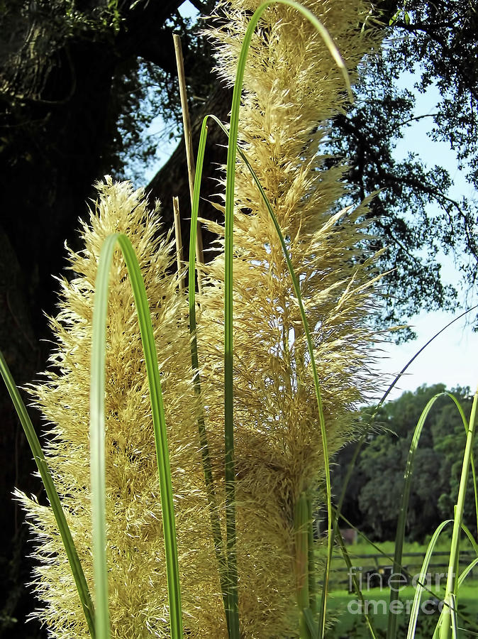 Afternoon Pampas Blossom Photograph by D Hackett