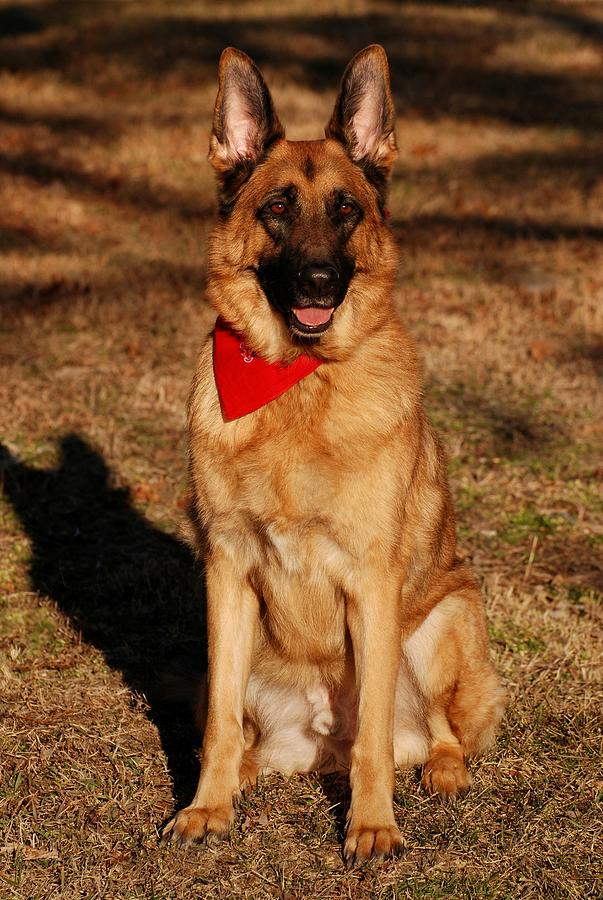 Afternoon Portrait of a German Shepherd Photograph by Angie Tirado