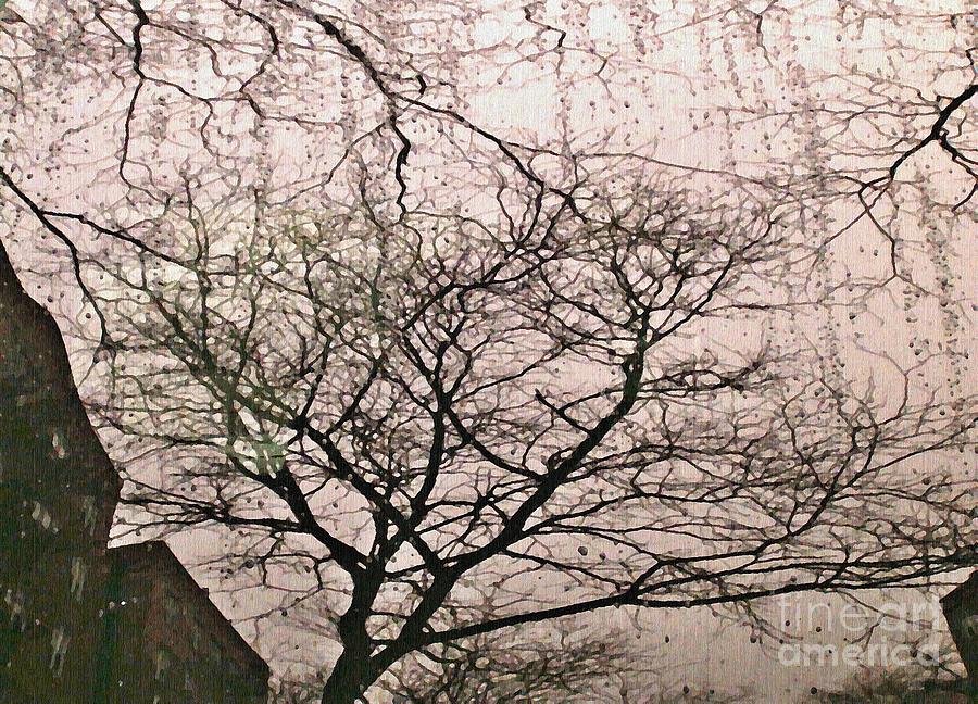 Tree Photograph - Afternoon Rain by Sarah Loft
