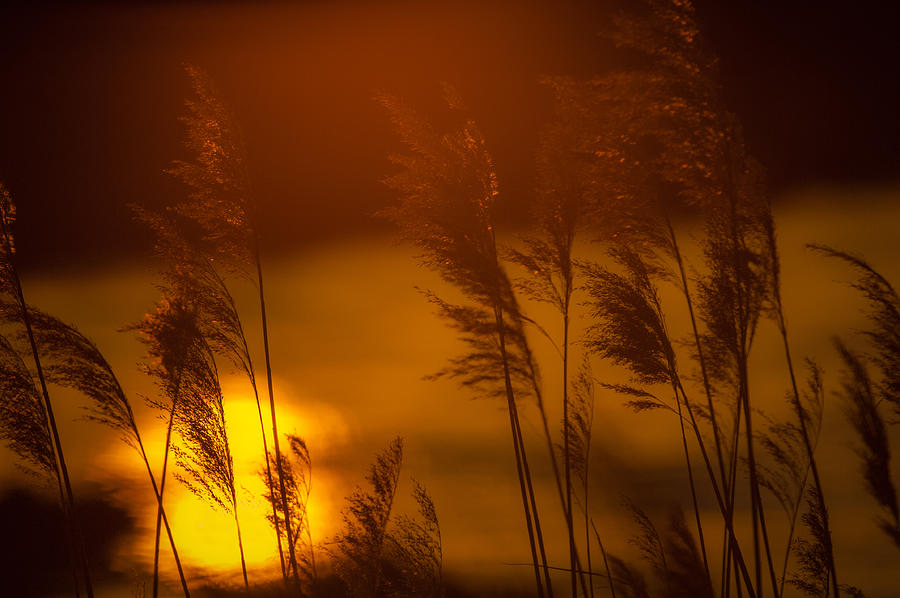 Nature Photograph - Brome on the Platte by Jeff Phillippi