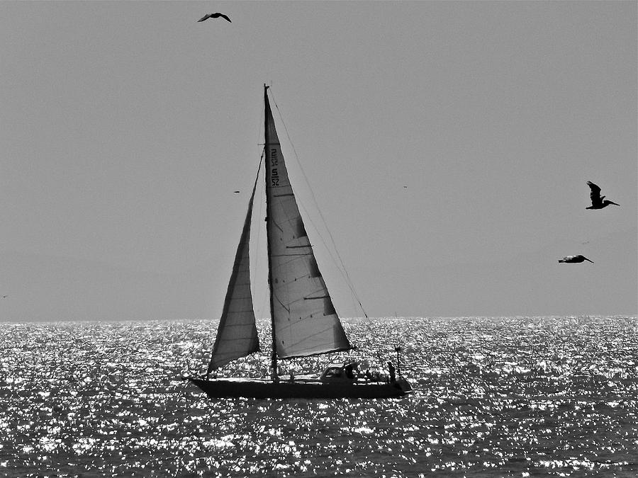 Afternoon Sailing Photograph by Liz Vernand