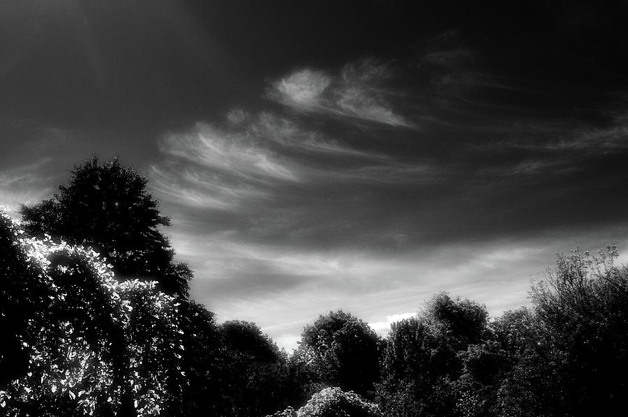 Afternoon Sky Above The Trees BW  Digital Art by Lyle Crump