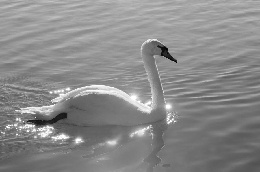 Swan Lake Photograph by Carolyn DAlessandro