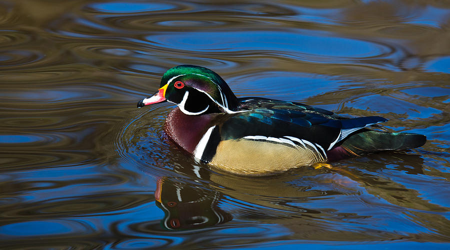 Duck Photograph - Afternoon Swim by Randy Hall