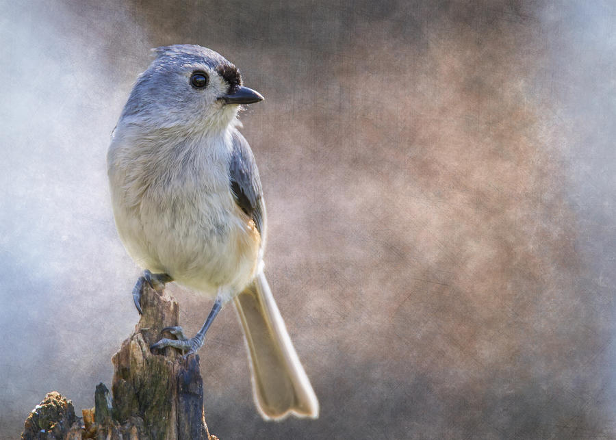 Afternoon Titmouse Photograph by Bill and Linda Tiepelman